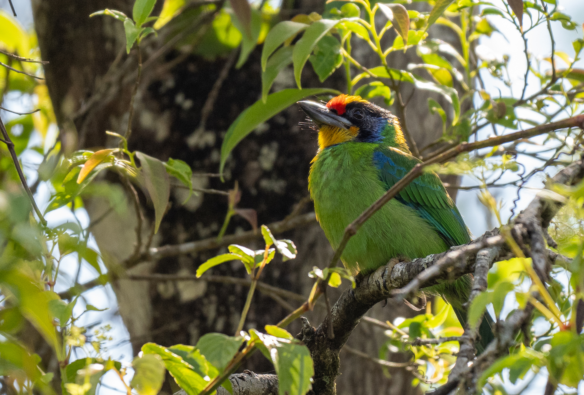 Necklaced Barbet (Psilopogon auricularis), photo 7