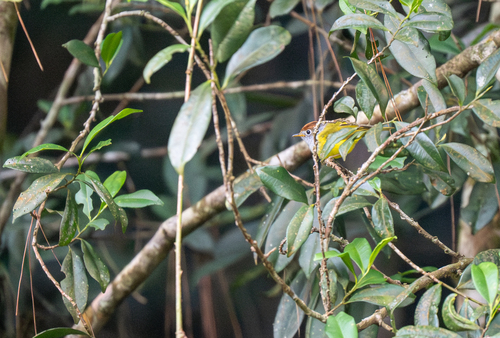 Chestnut-crowned Warbler (Phylloscopus castaniceps), photo 10