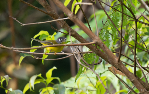 Grey-cheeked Warbler (Phylloscopus poliogenys), photo 1