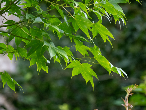 Image of Acer campbellii by (c) Forest Botial-Jarvis, some rights reserved (CC BY)
