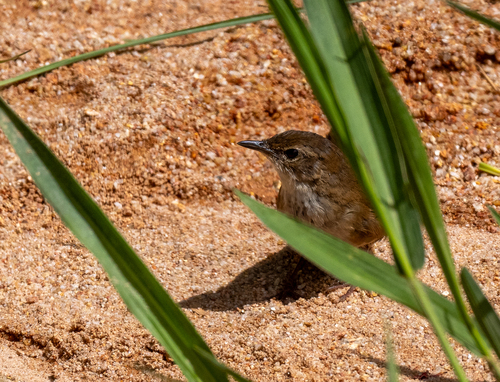 Dalat Bush Warbler (Locustella idonea), photo 6