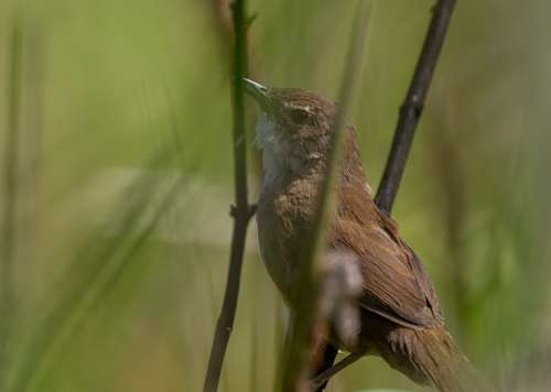 Russet Bush Warbler (Locustella mandelli), photo 10