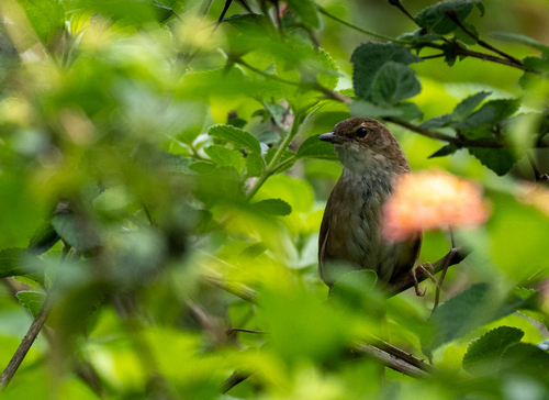 Dalat Bush Warbler (Locustella idonea), photo 5