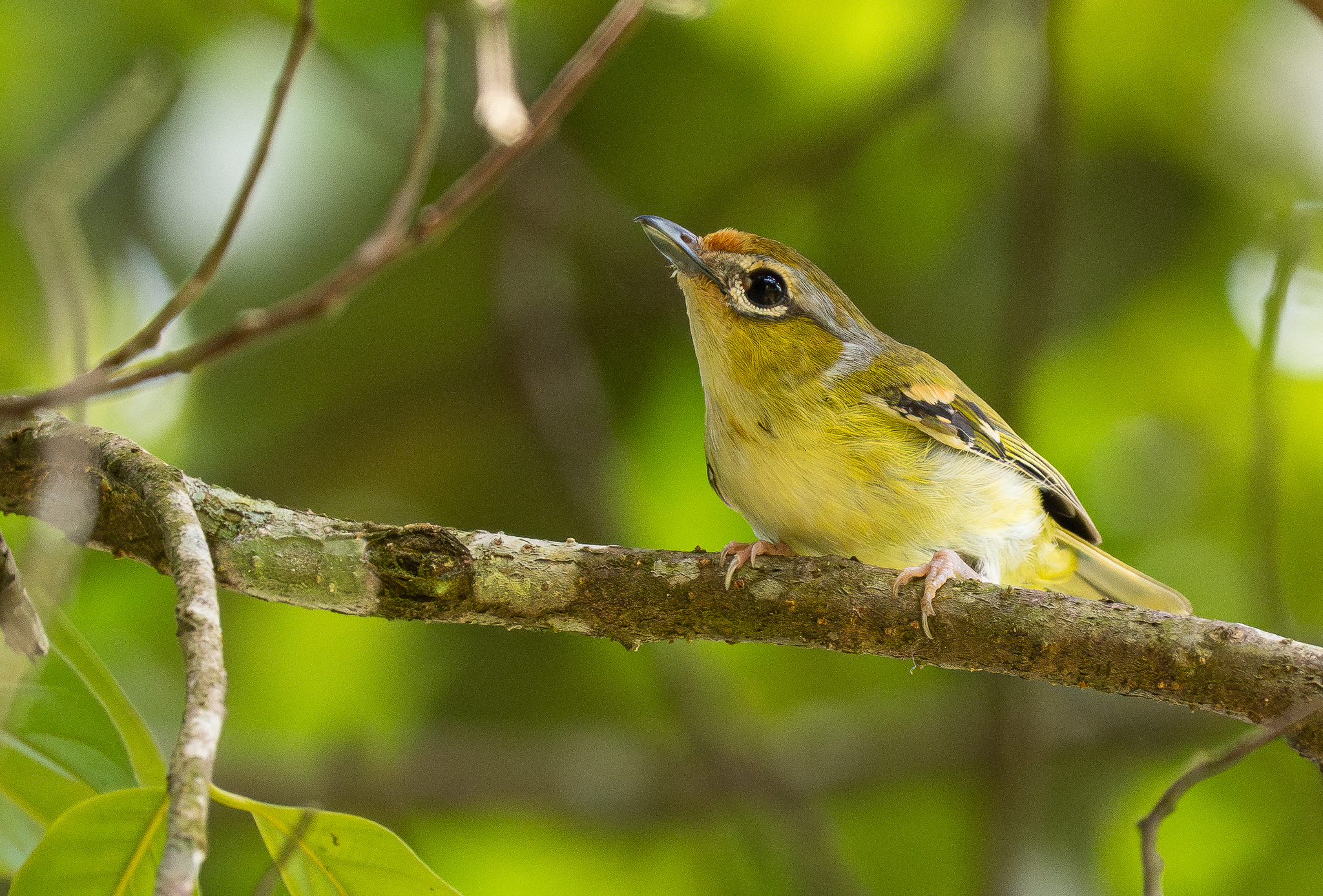Clicking Shrike-babbler (Pteruthius intermedius), photo 2