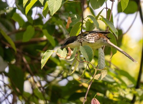 Grey-crowned Crocias (Laniellus langbianis), photo 3