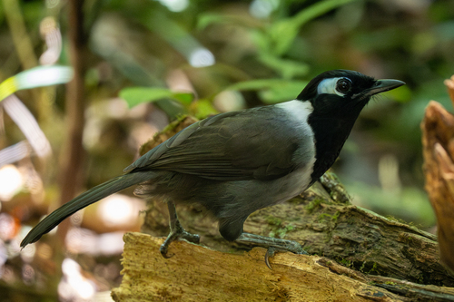 Black-hooded Laughingthrush (Garrulax milleti), photo 6