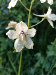 Delphinium pavonaceum