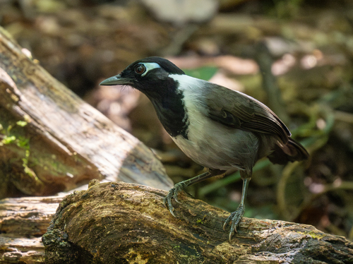 Black-hooded Laughingthrush (Garrulax milleti), photo 6
