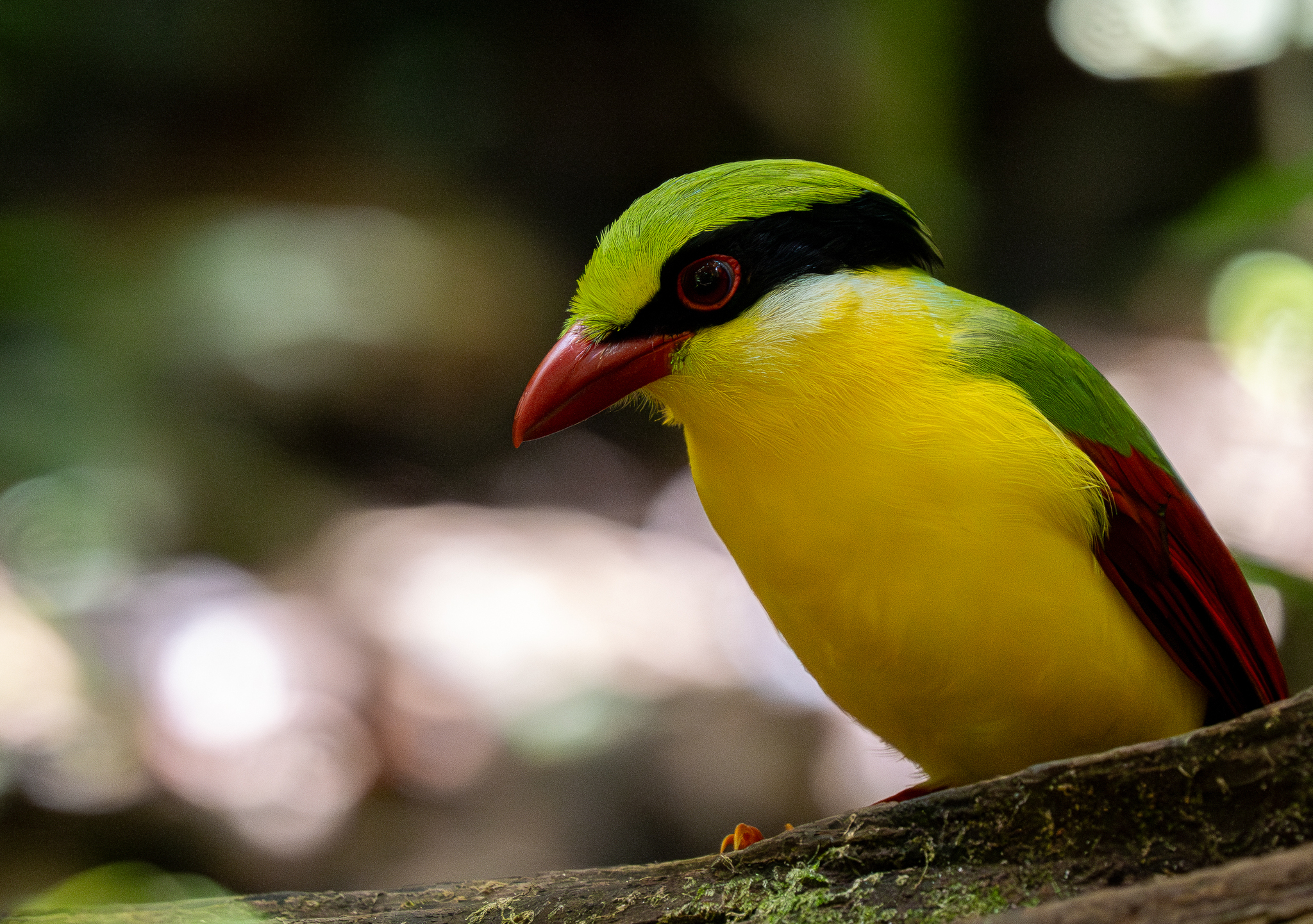 Indochinese Green Magpie (Cissa hypoleuca), photo 2