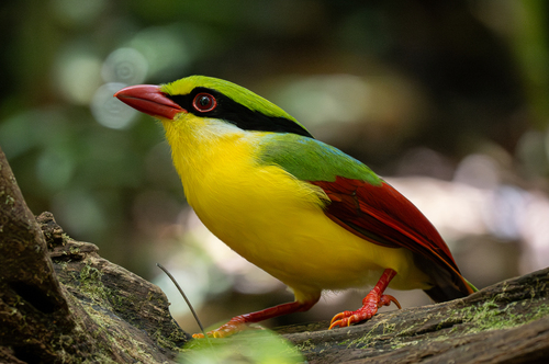 Indochinese Green Magpie (Cissa hypoleuca), photo 3