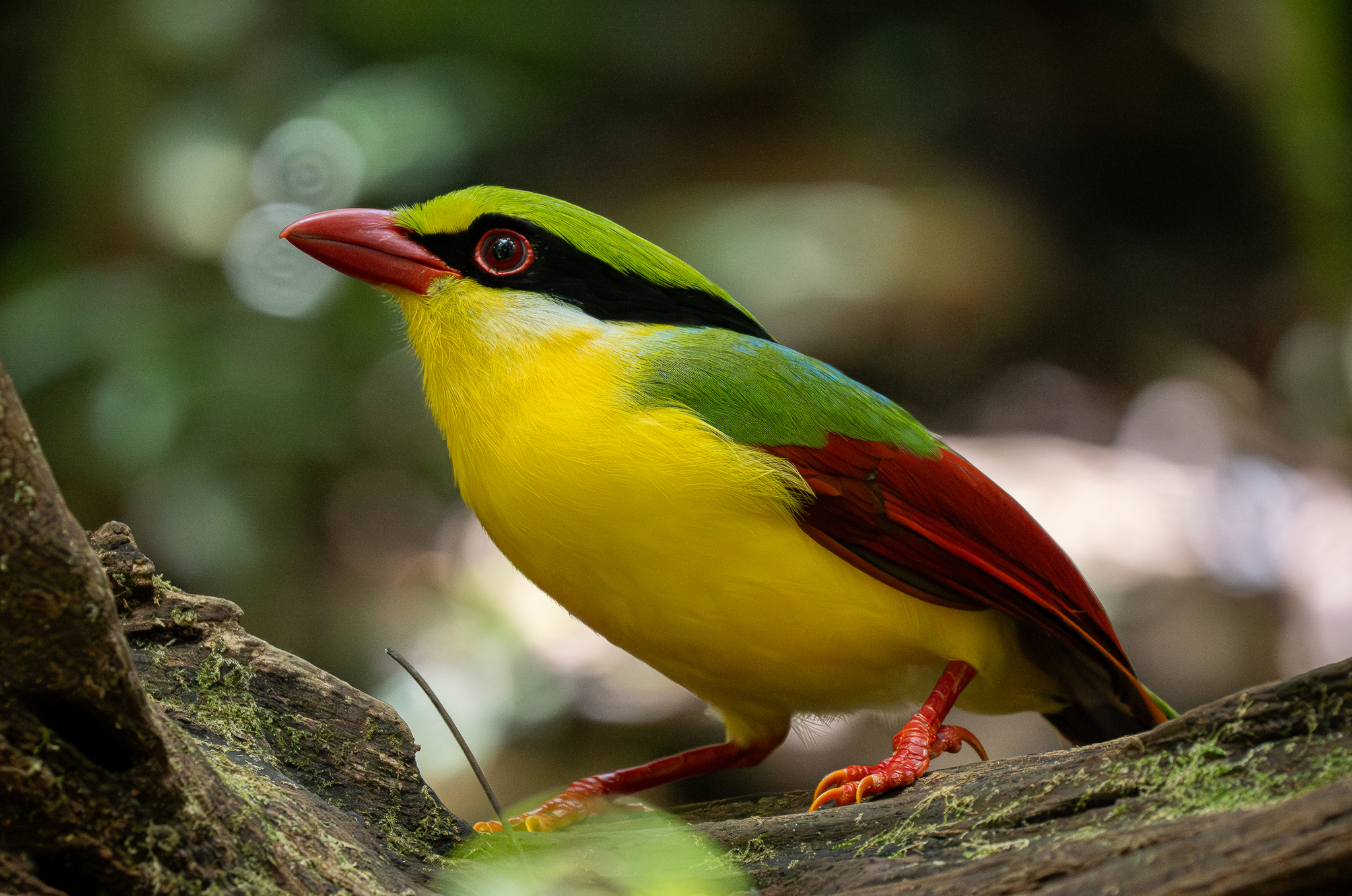 Indochinese Green Magpie (Cissa hypoleuca), photo 3