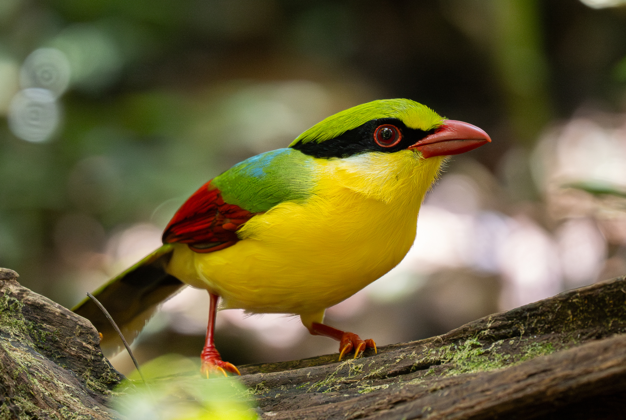 Indochinese Green Magpie (Cissa hypoleuca), photo 6