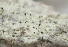 Chaenothecopsis ochroleuca