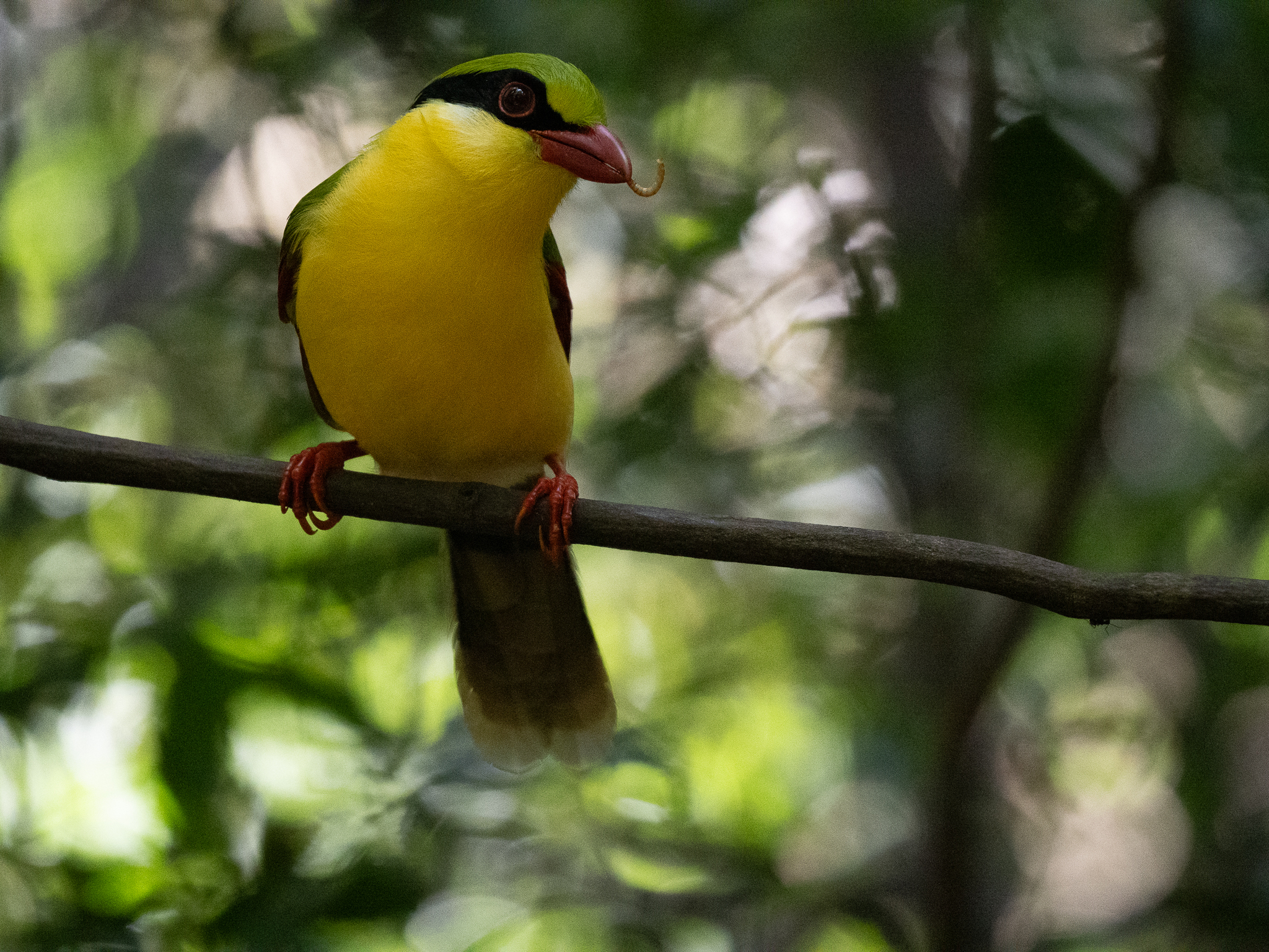 Indochinese Green Magpie (Cissa hypoleuca), photo 7