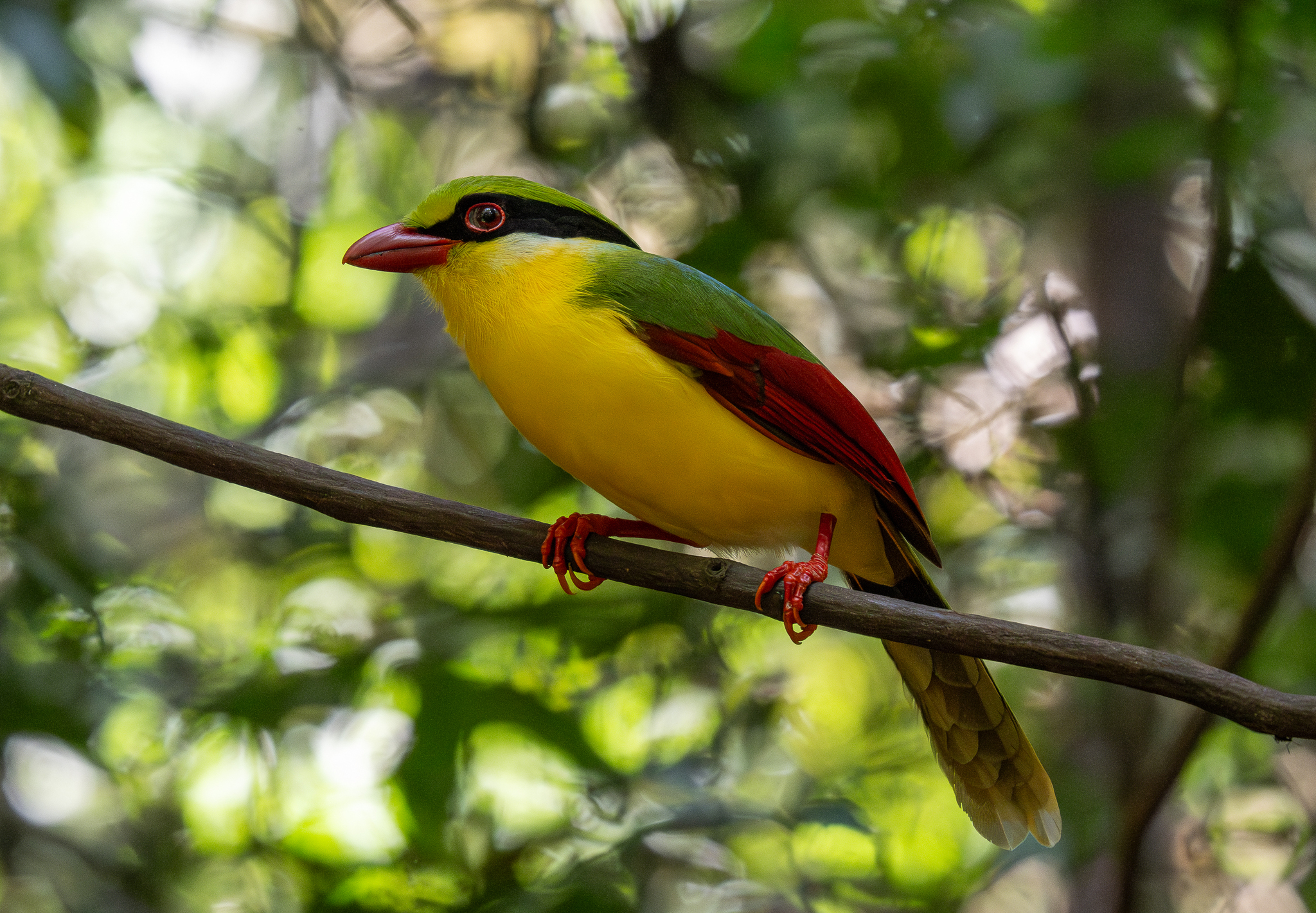 Indochinese Green Magpie (Cissa hypoleuca), photo 8
