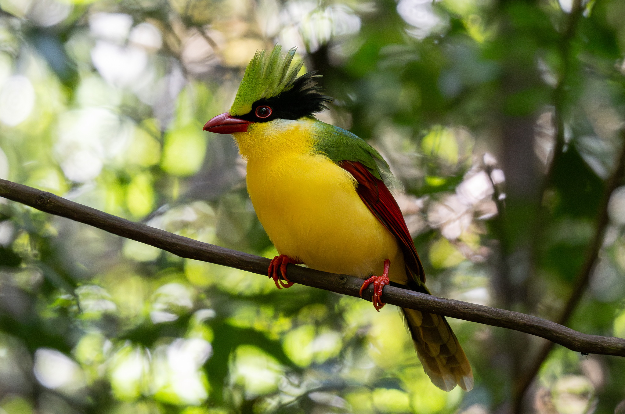 Indochinese Green Magpie (Cissa hypoleuca), photo 9
