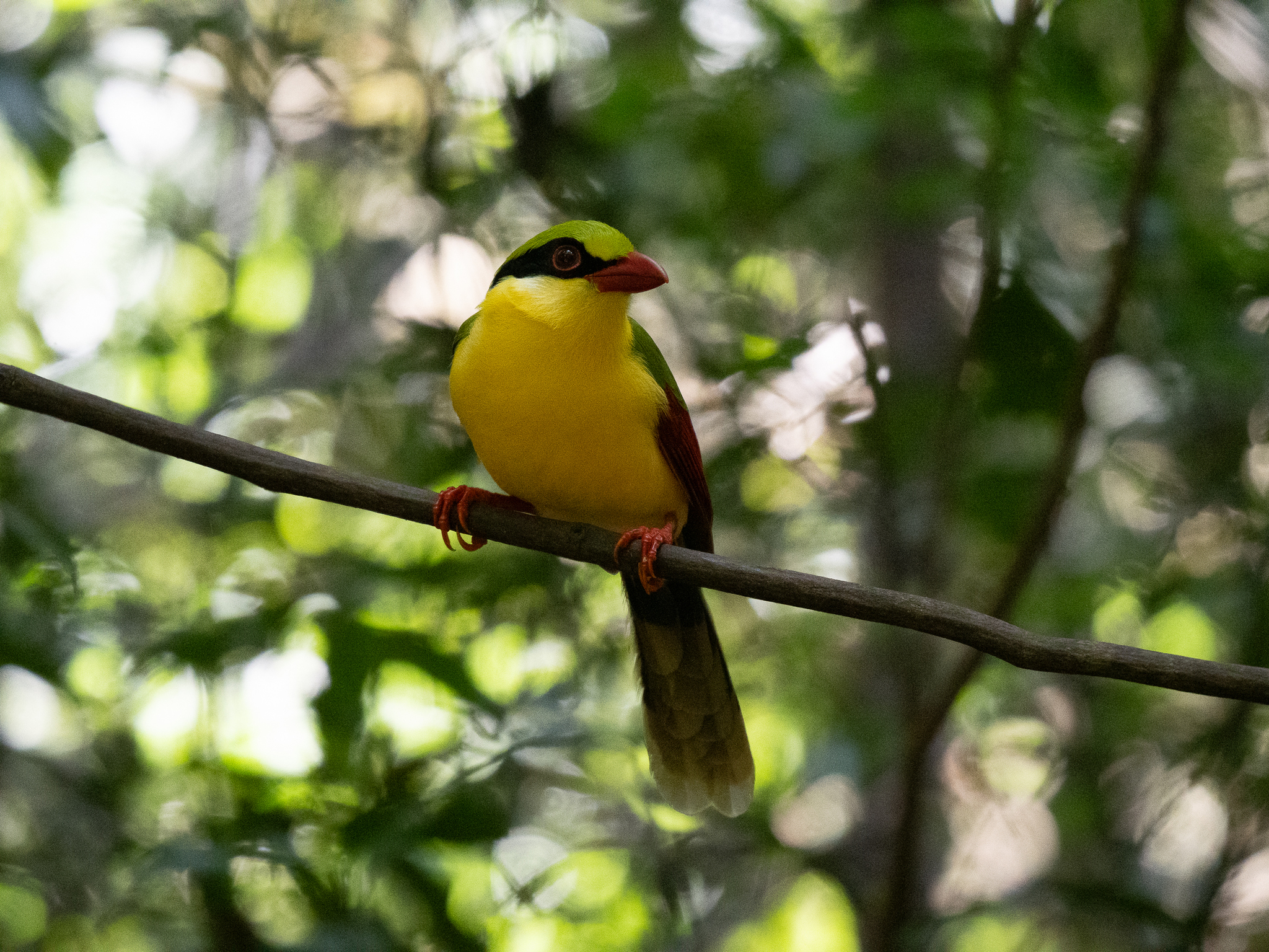 Indochinese Green Magpie (Cissa hypoleuca), photo 10