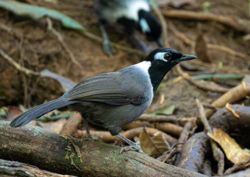 Black-hooded Laughingthrush (Garrulax milleti), photo 4
