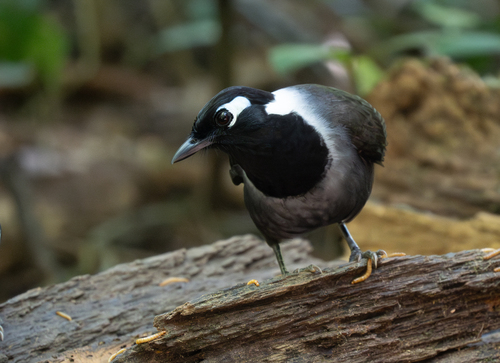 Black-hooded Laughingthrush (Garrulax milleti), photo 2