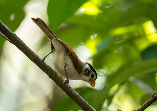Black-headed Parrotbill (Paradoxornis margaritae), photo 7