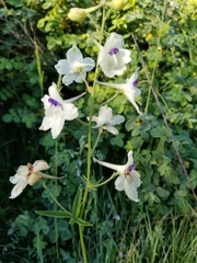 Delphinium pavonaceum