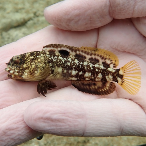Mottled jawfish (Opistognathus maxillosus) — Opistognathidae — 2