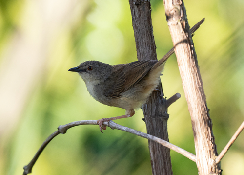 Annam Prinia (Prinia rocki), photo 7