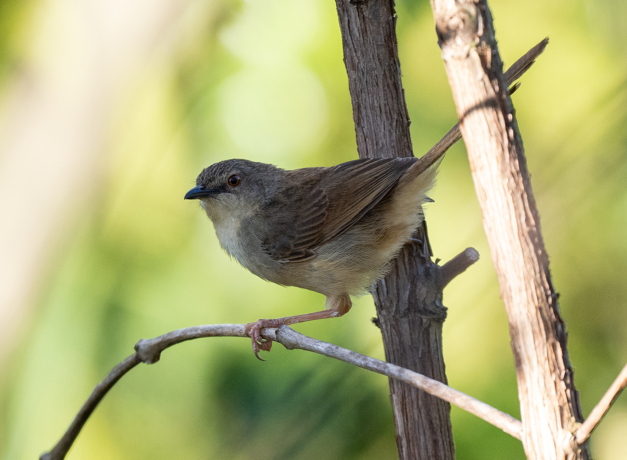 Annam Prinia (Prinia rocki), photo 3