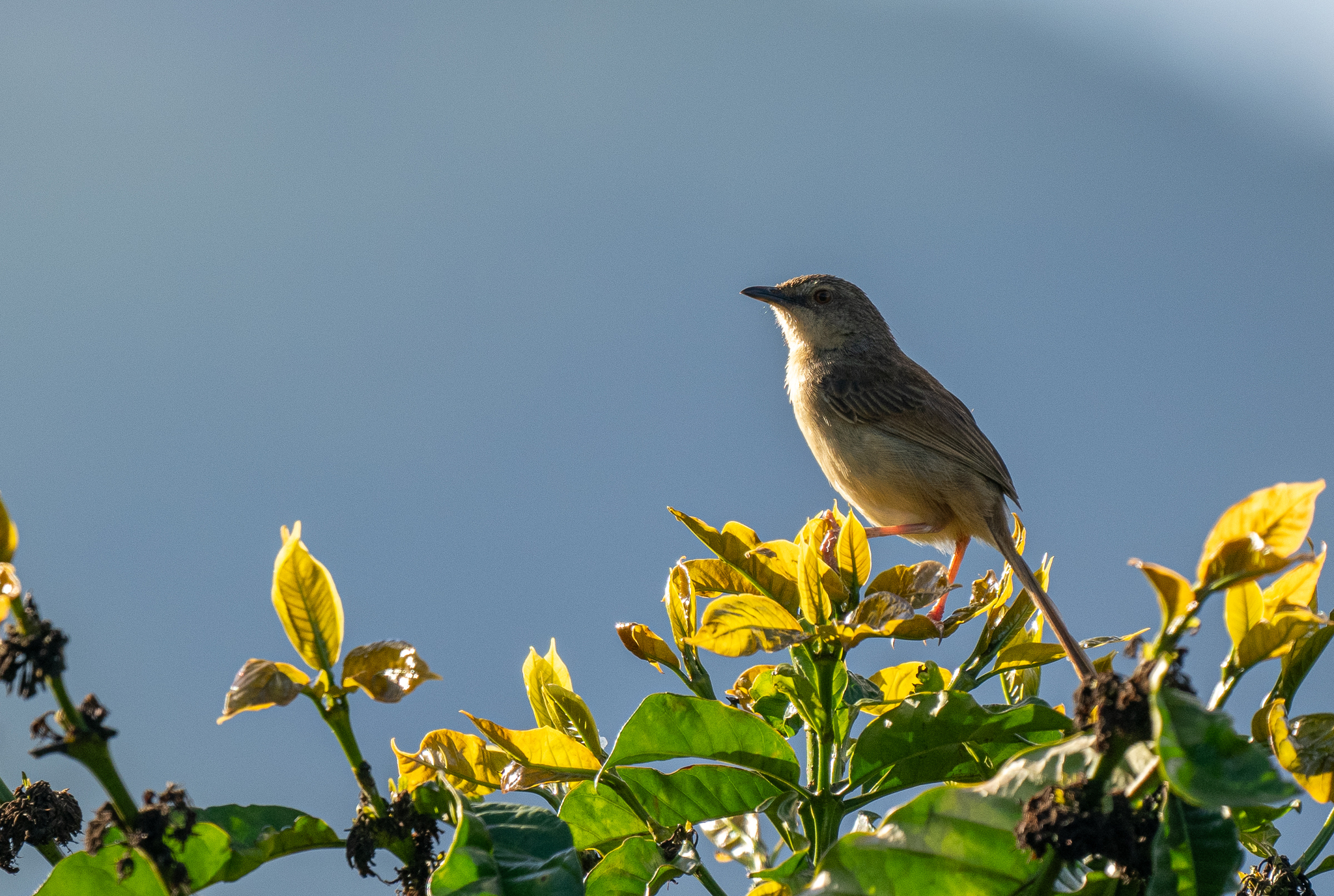 Annam Prinia (Prinia rocki), photo 4