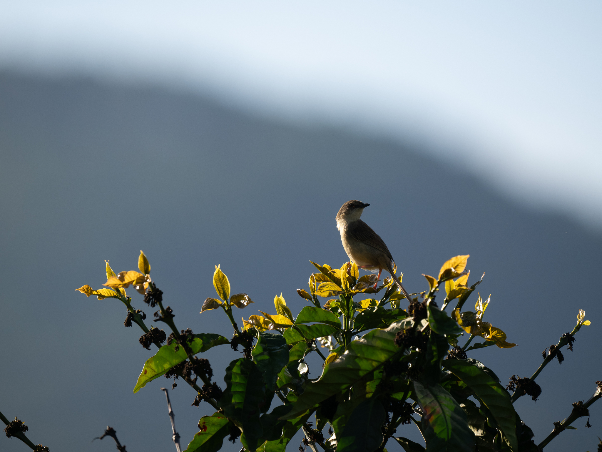 Annam Prinia (Prinia rocki), photo 5