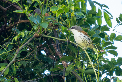 Grey-crowned Crocias (Laniellus langbianis), photo 8