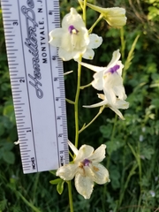 Delphinium pavonaceum