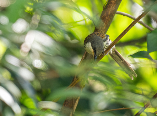 Grey-crowned Crocias (Laniellus langbianis), photo 4