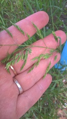 Poa pratensis