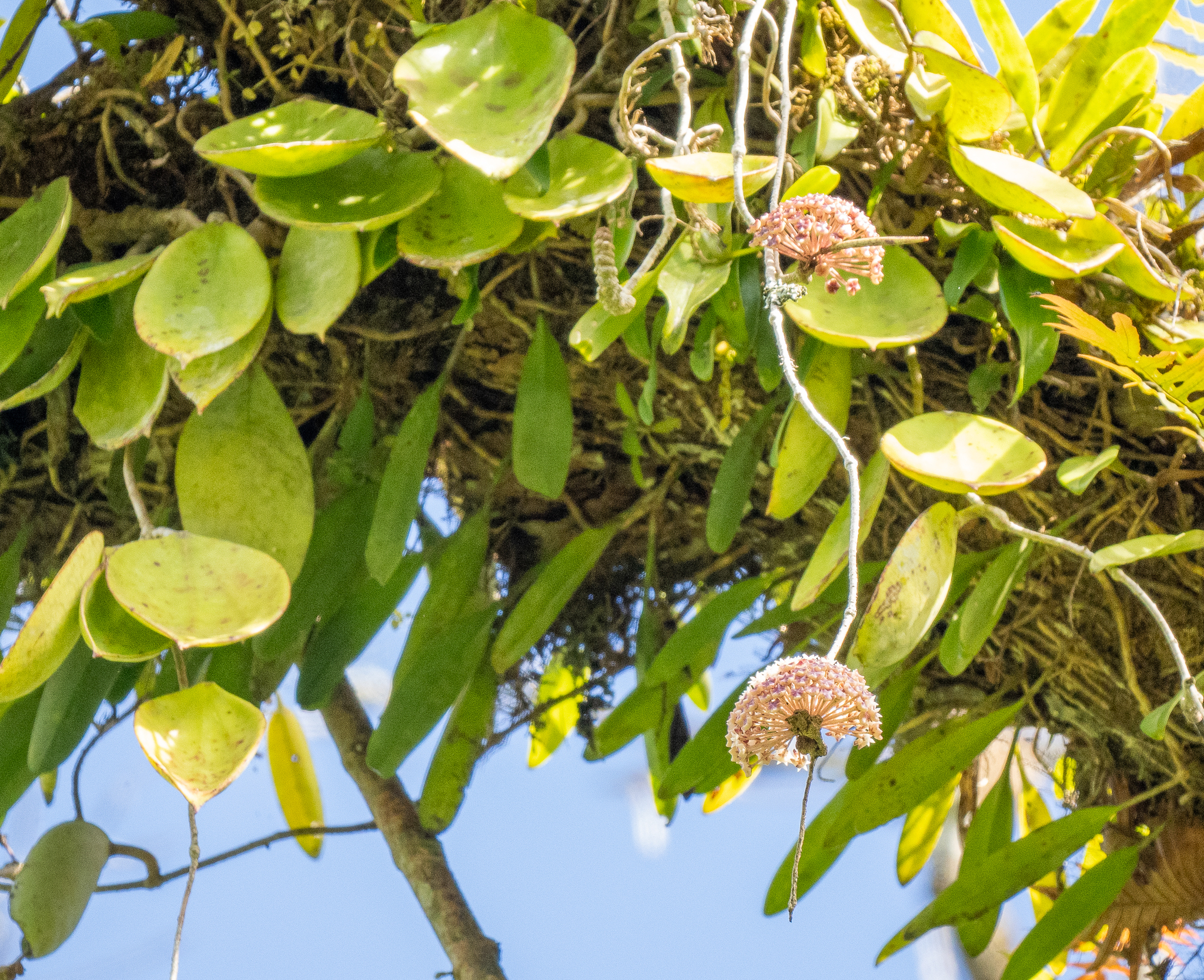Hoya Pachyclada