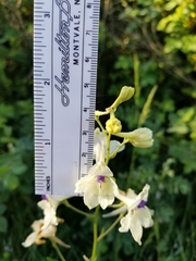 Delphinium pavonaceum