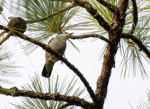 Vietnamese Cutia (Cutia legalleni), photo 3