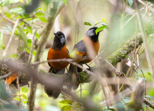 Collared Laughingthrush (Trochalopteron yersini), photo 8