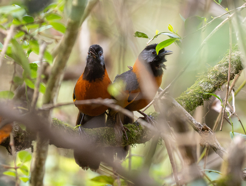 Collared Laughingthrush (Trochalopteron yersini), photo 9