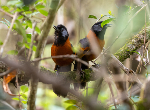 Collared Laughingthrush (Trochalopteron yersini), photo 10