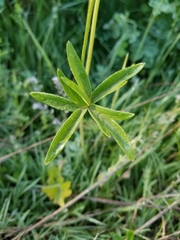Delphinium pavonaceum