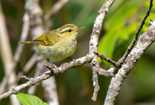 Kloss's Leaf Warbler (Phylloscopus ogilviegranti), photo 5
