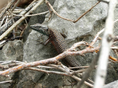 Algyroides nigropunctatus