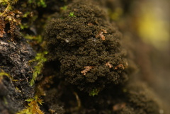 Dendriscocaulon intricatulum