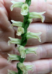 Spiranthes praecox