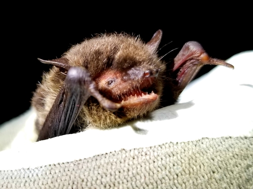 Daubenton's bat