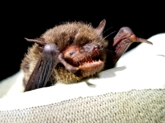 Daubenton's Bat photo 5