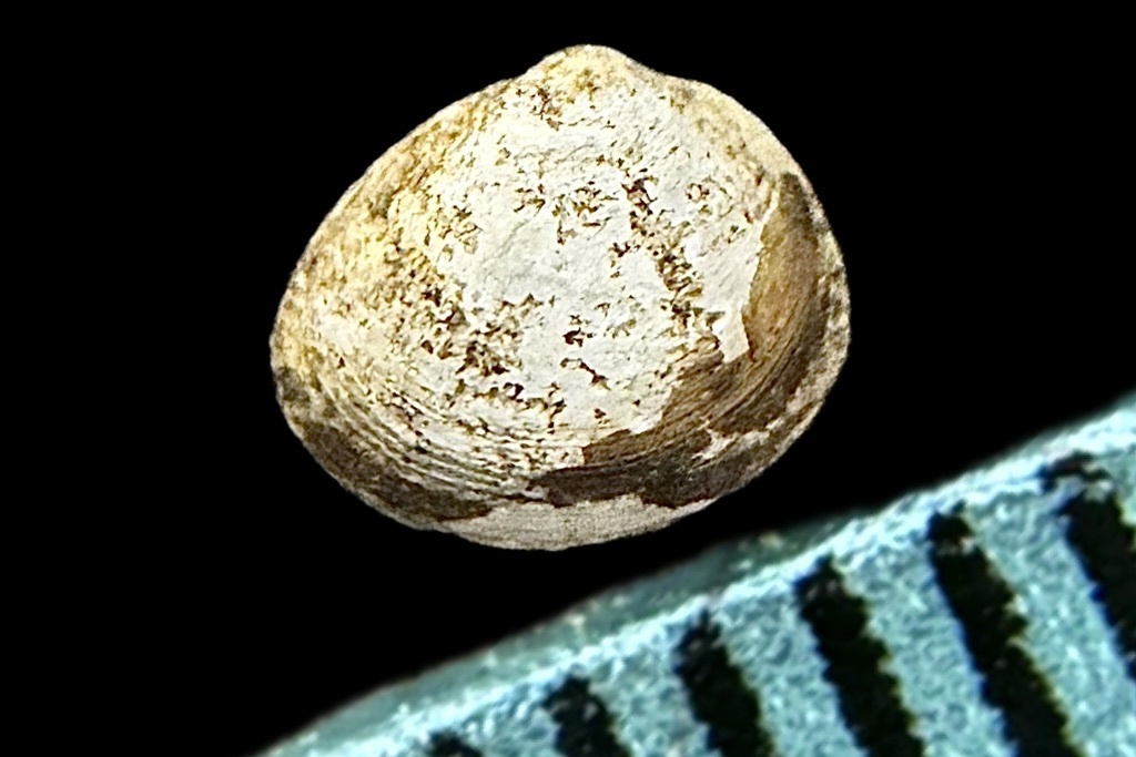 Short-ended Pea Mussel