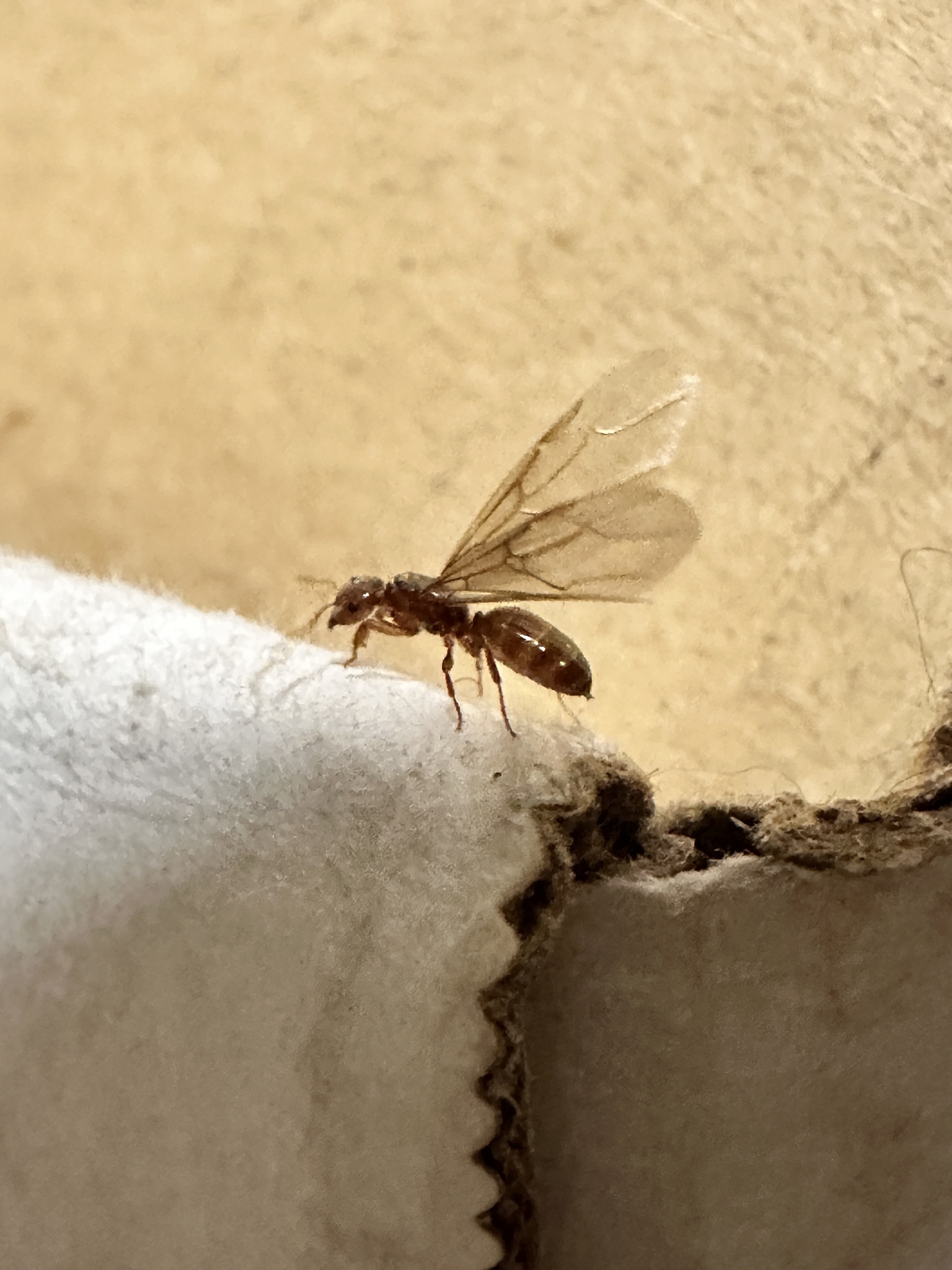 Lasius mexicanus