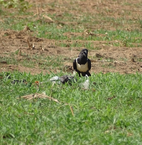 Pied Crow